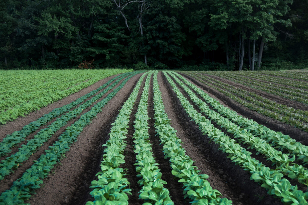 CT NOFA volunteers supporting local farming and community food systems in Connecticut.